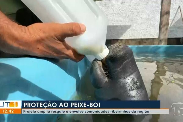 Comunidades Ribeirinhas do Pará Intensificam Preservação dos Peixes-Bois-da-Amazônia