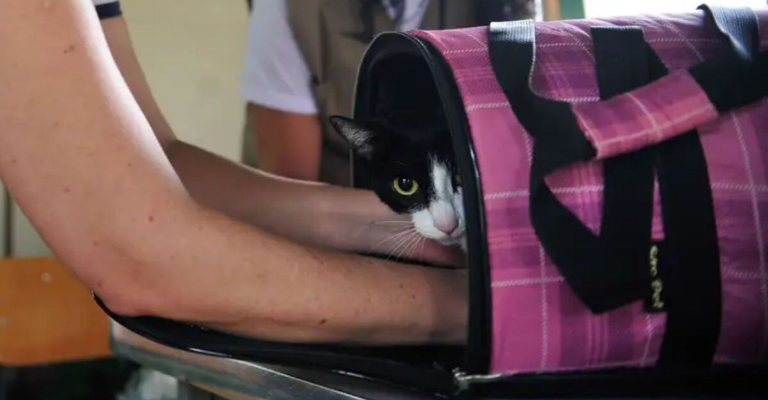 Senado Aprova Projeto para Viagens de Pets de Até 50kg em Cabines de Aviões