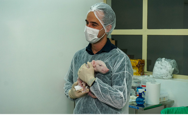 Brasil realiza clonagem pioneira de porco para avançar em transplantes pelo SUS
