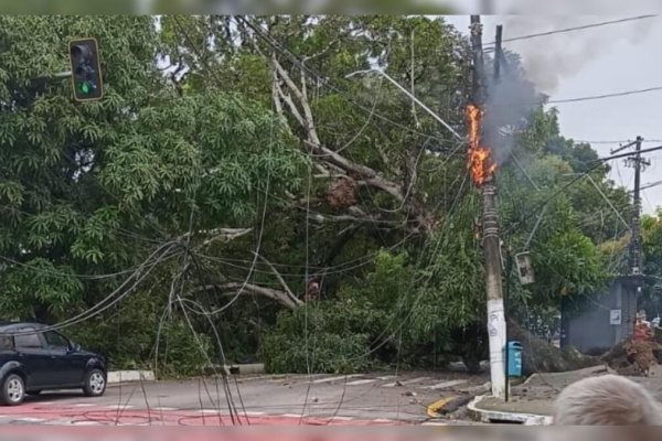 Queda de árvore em Belém derruba fiação e interdita avenida