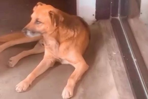 Comunidade de Poços de Caldas Unida na Busca por Cão Comunitário Desaparecido