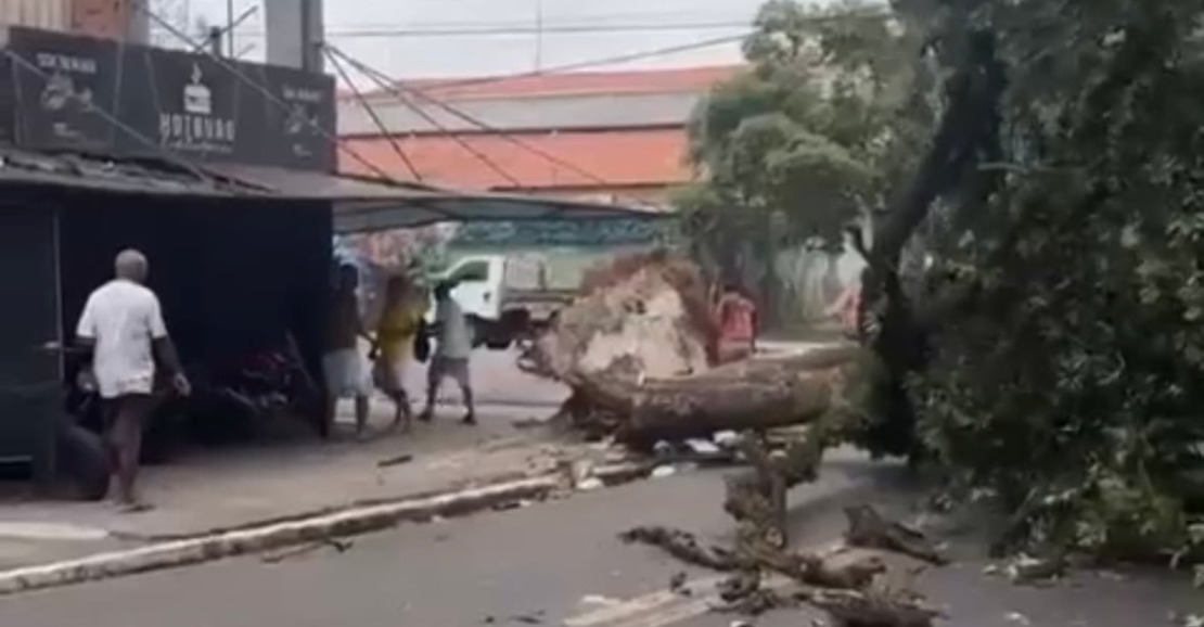 Ventania derruba árvore e causa susto em Belém