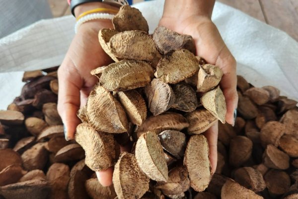 Desvalorização da Castanha-do-pará Impacta Economia do Baixo Amazonas