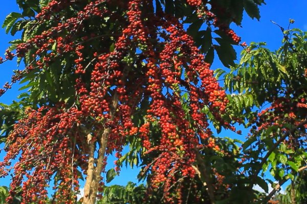 Embrapa Pesquisa Café Robusta no Amapá: Inovação e Desenvolvimento