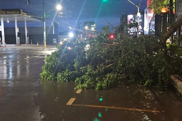 Chuva Forte em Santarém Derruba Árvore e Revela Fragilidade da Infraestrutura