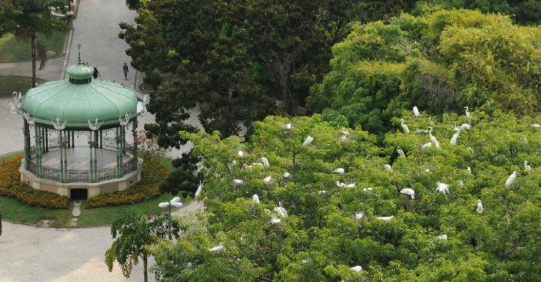 Fisioterapeuta morre em Belém após infecção por fungo de fezes de garça