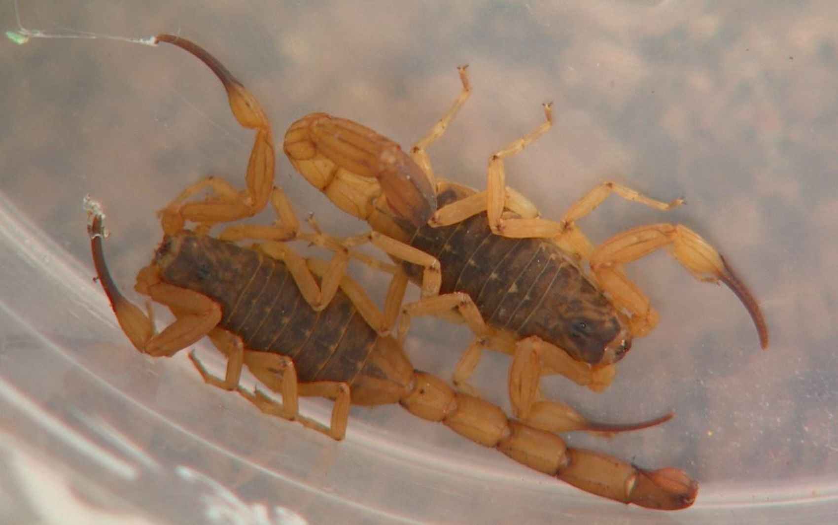 Escorpiões são líderes em picadas na região de Piracicaba