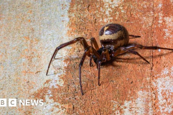 Aumento de Morcegos Viúvas Falsas Eleva Casos de Mordidas em Hospitais Britânicos