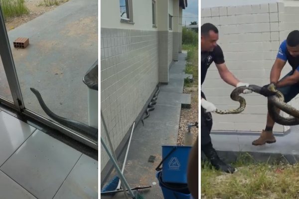 Resgate de Sucuri em Unidade de Saúde no Tocantins Gera Curiosidade e Cautela
