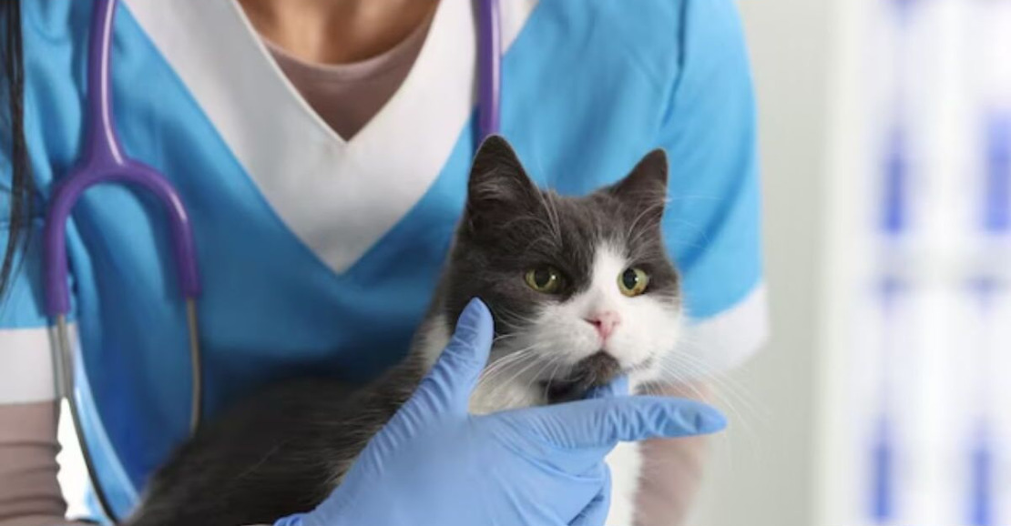 Belém promove mutirão de castração gratuita de gatos